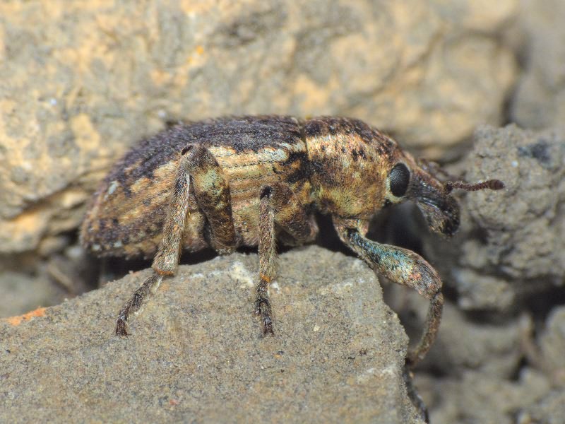 Brachypera zoilus (Scopoli, 1763)